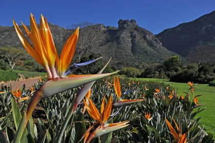 Garden Kirstenbosch